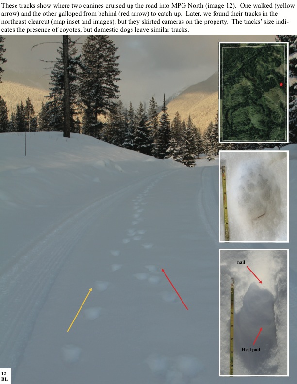 These tracks show where two canines cruised up the road into MPG North (image 12). One walked (yellow arrow) and the other galloped from behind (red arrow) to catch up. Later, we found their tracks in the northeast clearcut (map inset and images), but they skirted cameras on the property. The tracks’ size indi- cates the presence of coyotes, but domestic dogs leave similar tracks. These tracks show where two canines cruised up the road into MPG North (image 12). One walked (yellow arrow) and the other galloped from behind (red arrow) to catch up. Later, we found their tracks in the northeast clearcut (map inset and images), but they skirted cameras on the property. The tracks’ size indi- cates the presence of coyotes, but domestic dogs leave similar tracks.