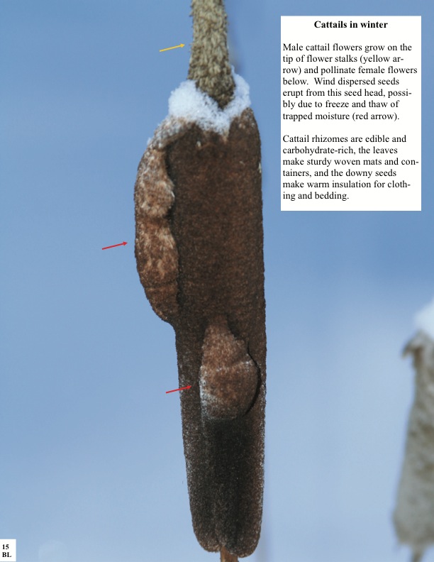  Cattails in winter Male cattail flowers grow on the tip of flower stalks (yellow ar- row) and pollinate female flowers below. Wind dispersed seeds erupt from this seed head, possibly due to freeze and thaw of trapped moisture (red arrow).  Cattails in winter Male cattail flowers grow on the tip of flower stalks (yellow ar- row) and pollinate female flowers below. Wind dispersed seeds erupt from this seed head, possibly due to freeze and thaw of trapped moisture (red arrow).