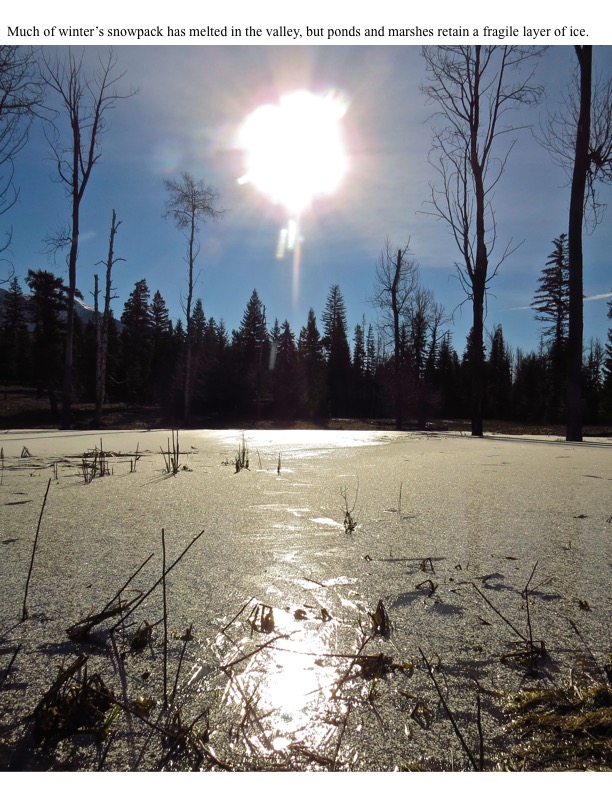 Much of winter’s snowpack has melted in the valley, but ponds and marshes retain a fragile layer of ice. Much of winter’s snowpack has melted in the valley, but ponds and marshes retain a fragile layer of ice.