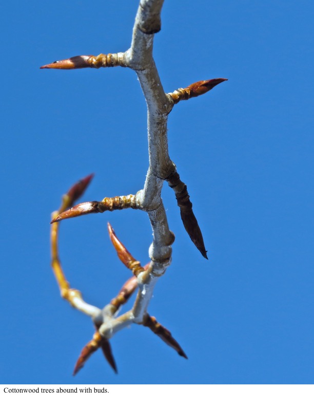 Cottonwood trees abound with buds. Cottonwood trees abound with buds.