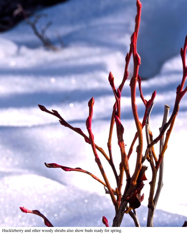 Huckleberry and other woody shrubs also show buds ready for spring. Huckleberry and other woody shrubs also show buds ready for spring.