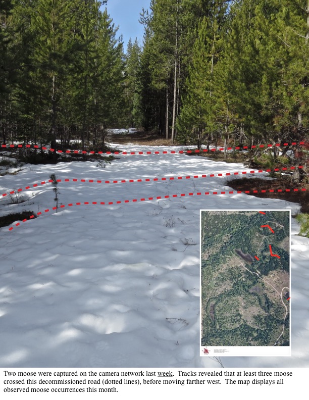 Two moose were captured on the camera network last week. Tracks revealed that at least three moose crossed this decommissioned road (dotted lines), before moving farther west. The map displays all observed moose occurrences this month. Two moose were captured on the camera network last week. Tracks revealed that at least three moose crossed this decommissioned road (dotted lines), before moving farther west. The map displays all observed moose occurrences this month.