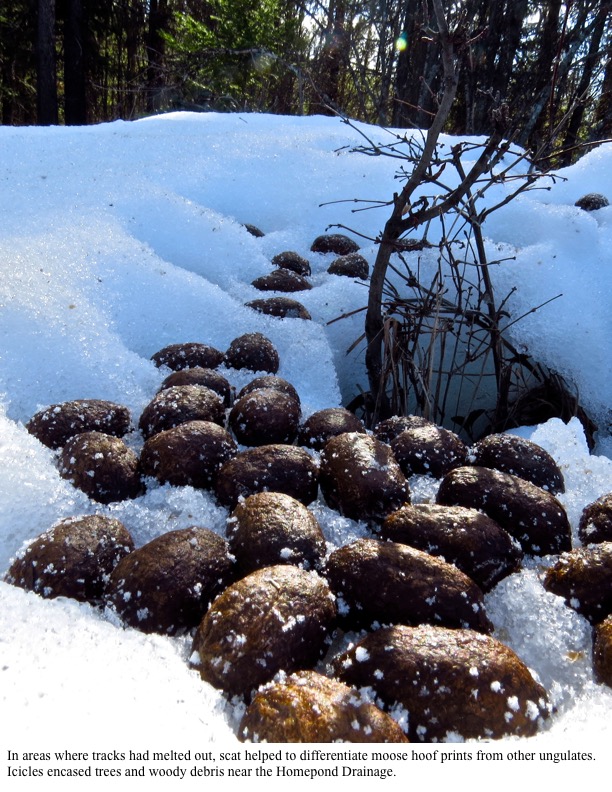 In areas where tracks had melted out, scat helped to differentiate moose hoof prints from other ungulates. In areas where tracks had melted out, scat helped to differentiate moose hoof prints from other ungulates.