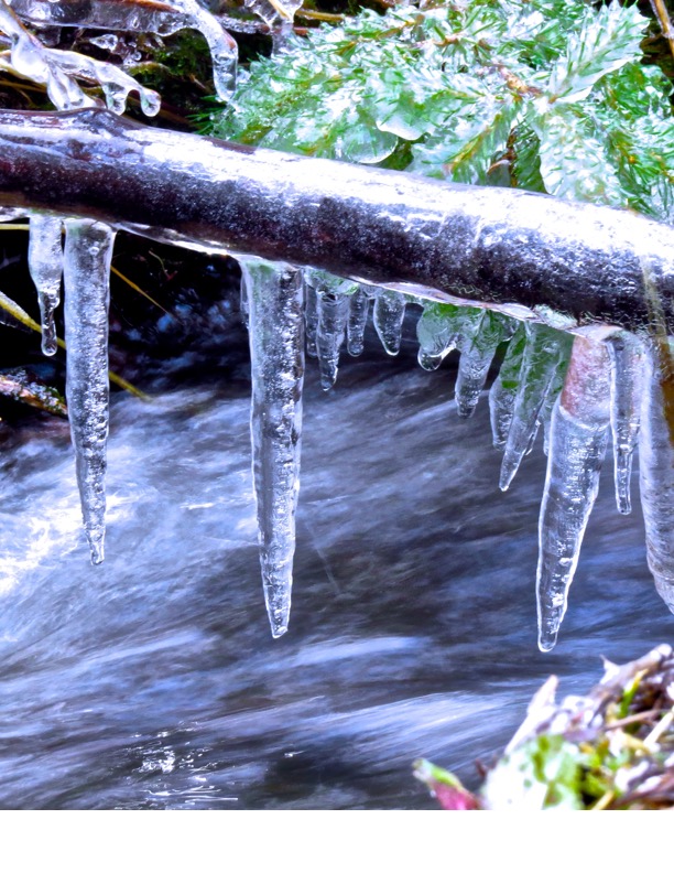 Icicles encased trees and woody debris near the Homepond Drainage. Icicles encased trees and woody debris near the Homepond Drainage.