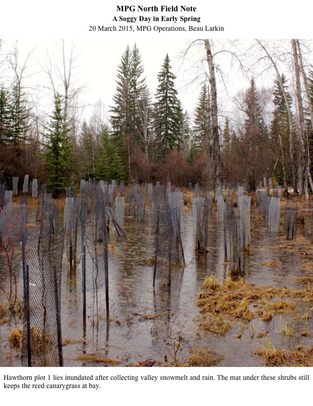 Hawthorn plot 1 lies inundated after collecting valley snowmelt and rain. The mat under these shrubs still keeps the reed canarygrass at bay. Hawthorn plot 1 lies inundated after collecting valley snowmelt and rain. The mat under these shrubs still keeps the reed canarygrass at bay.