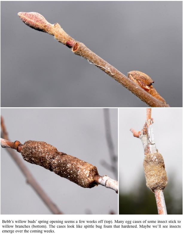 Bebb’s willow buds’ spring opening seems a few weeks off (top). Many egg cases of some insect stick to willow branches (bottom). The cases look like spittle bug foam that hardened. Maybe we’ll see insects emerge over the coming weeks. Bebb’s willow buds’ spring opening seems a few weeks off (top). Many egg cases of some insect stick to willow branches (bottom). The cases look like spittle bug foam that hardened. Maybe we’ll see insects emerge over the coming weeks.