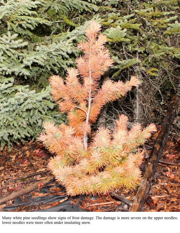 Many white pine seedlings show signs of frost damage. The damage is more severe on the upper needles; lower needles were more often under insulating snow. Many white pine seedlings show signs of frost damage. The damage is more severe on the upper needles; lower needles were more often under insulating snow.