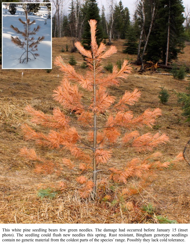 This white pine seedling bears few green needles. The damage had occurred before January 15 (inset photo). The seedling could flush new needles this spring. Rust resistant, Bingham genotype seedlings contain no genetic material from the coldest parts of the species’ range. Possibly they lack cold tolerance. This white pine seedling bears few green needles. The damage had occurred before January 15 (inset photo). The seedling could flush new needles this spring. Rust resistant, Bingham genotype seedlings contain no genetic material from the coldest parts of the species’ range. Possibly they lack cold tolerance.