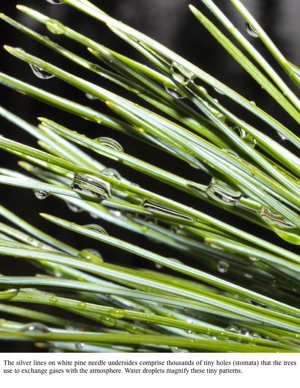 The silver lines on white pine needle undersides comprise thousands of tiny holes (stomata) that the trees use to exchange gases with the atmosphere. Water droplets magnify these tiny patterns. The silver lines on white pine needle undersides comprise thousands of tiny holes (stomata) that the trees use to exchange gases with the atmosphere. Water droplets magnify these tiny patterns.