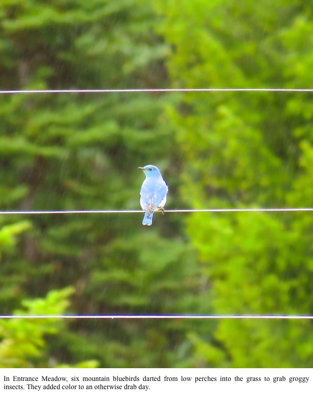 In Entrance Meadow, six mountain bluebirds darted from low perches into the grass to grab groggy insects. They added color to an otherwise drab day. In Entrance Meadow, six mountain bluebirds darted from low perches into the grass to grab groggy insects. They added color to an otherwise drab day.