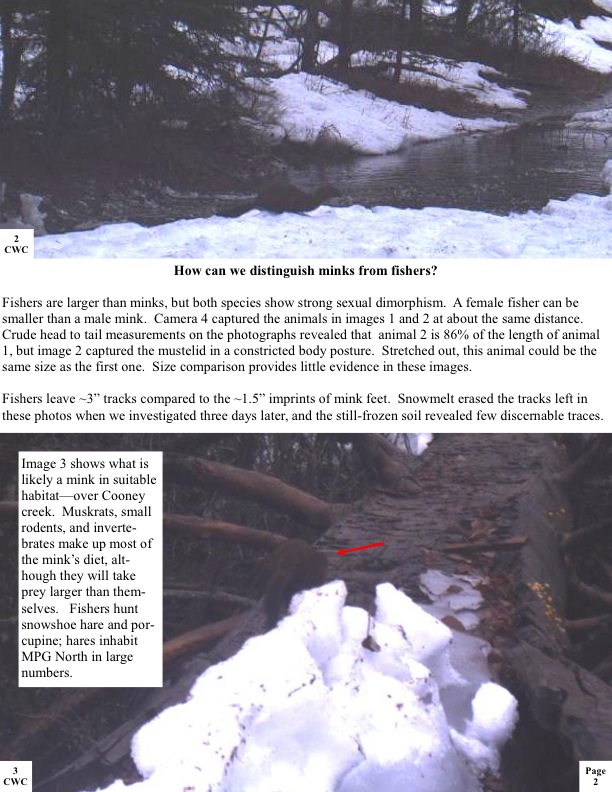 How can we distinguish minks from fishers? Fishers are larger than minks, but both species show strong sexual dimorphism. A female fisher can be smaller than a male mink. Camera 4 captured the animals in images 1 and 2 at about the same distance. Crude head to tail measurements on the photographs revealed that animal 2 is 86% of the length of animal 1, but image 2 captured the mustelid in a constricted body posture. Stretched out, this animal could be the same size as the first one. Size comparison... How can we distinguish minks from fishers? Fishers are larger than minks, but both species show strong sexual dimorphism. A female fisher can be smaller than a male mink. Camera 4 captured the animals in images 1 and 2 at about the same distance. Crude head to tail measurements on the photographs revealed that animal 2 is 86% of the length of animal 1, but image 2 captured the mustelid in a constricted body posture. Stretched out, this animal could be the same size as the first one. Size comparison...