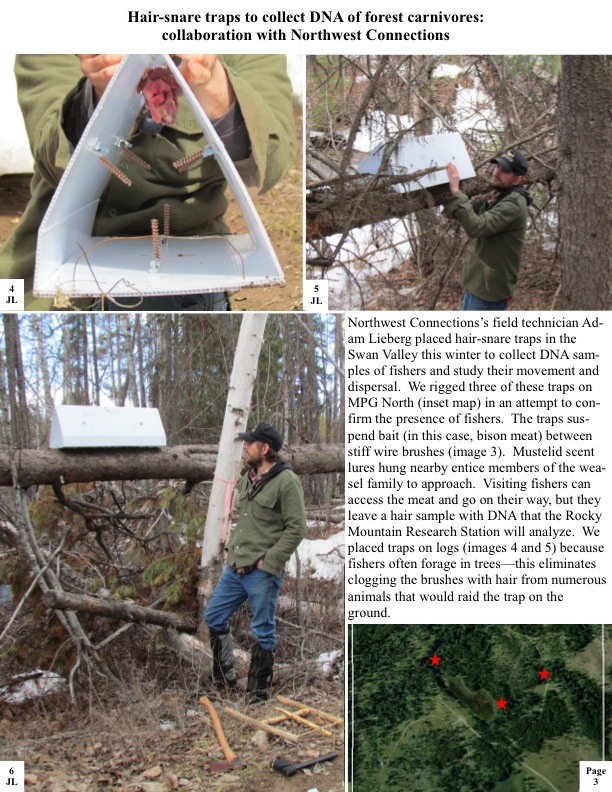 Northwest Connections’s field technician Ad- am Lieberg placed hair-snare traps in the Swan Valley this winter to collect DNA sam- ples of fishers and study their movement and dispersal. We rigged three of these traps on MPG North (inset map) in an attempt to con- firm the presence of fishers. The traps sus- pend bait (in this case, bison meat) between stiff wire brushes (image 3). Northwest Connections’s field technician Ad- am Lieberg placed hair-snare traps in the Swan Valley this winter to collect DNA sam- ples of fishers and study their movement and dispersal. We rigged three of these traps on MPG North (inset map) in an attempt to con- firm the presence of fishers. The traps sus- pend bait (in this case, bison meat) between stiff wire brushes (image 3).