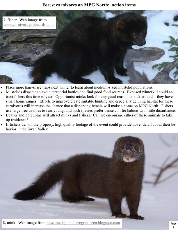 Place more hair-snare traps next winter to learn about medium-sized mustelid populations. Mustelids disperse to avoid territorial battles and find good food sources. Exposed winterkill could at- tract fishers this time of year. Opportunist minks look for any good reason to stick around—they have small home ranges. Efforts to improve/create suitable hunting and especially denning habitat for these carnivores will increase the chance that a dispersing female will make a home on MPG North. Fishers use... Place more hair-snare traps next winter to learn about medium-sized mustelid populations. Mustelids disperse to avoid territorial battles and find good food sources. Exposed winterkill could at- tract fishers this time of year. Opportunist minks look for any good reason to stick around—they have small home ranges. Efforts to improve/create suitable hunting and especially denning habitat for these carnivores will increase the chance that a dispersing female will make a home on MPG North. Fishers use...