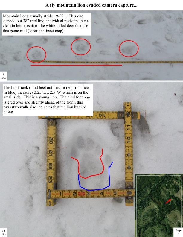 A sly mountain lion evaded camera capture... Mountain lions’ usually stride 19-32”. This one stepped out 38” (red line, individual registers in cir- cles) in hot pursuit of the white-tailed deer that use this game trail (location: inset map). A sly mountain lion evaded camera capture... Mountain lions’ usually stride 19-32”. This one stepped out 38” (red line, individual registers in cir- cles) in hot pursuit of the white-tailed deer that use this game trail (location: inset map).