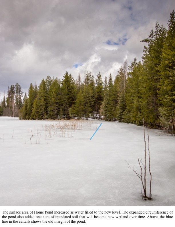 The expanded circumference of the pond also added one acre of inundated soil that will become new wetland over time. The expanded circumference of the pond also added one acre of inundated soil that will become new wetland over time.