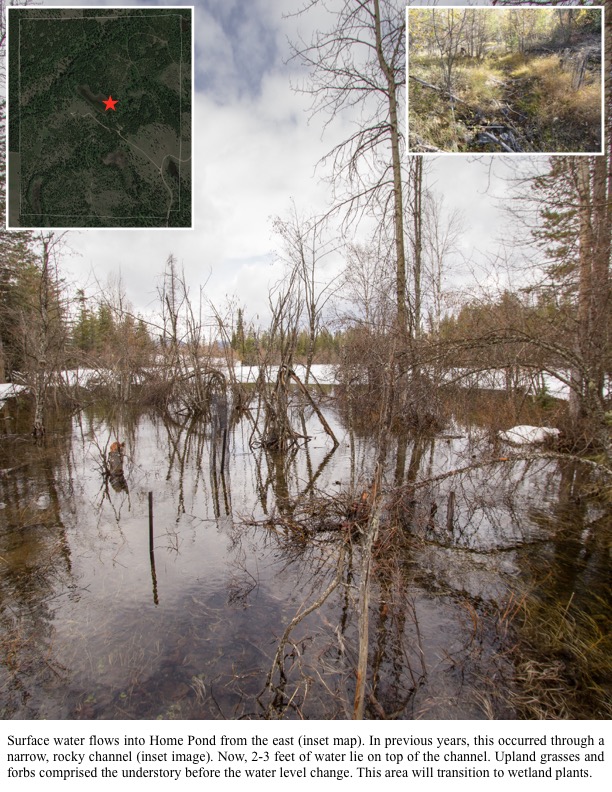 Upland grasses and forbs comprised the understory before the water level change. This area will transition to wetland plants. Upland grasses and forbs comprised the understory before the water level change. This area will transition to wetland plants.
