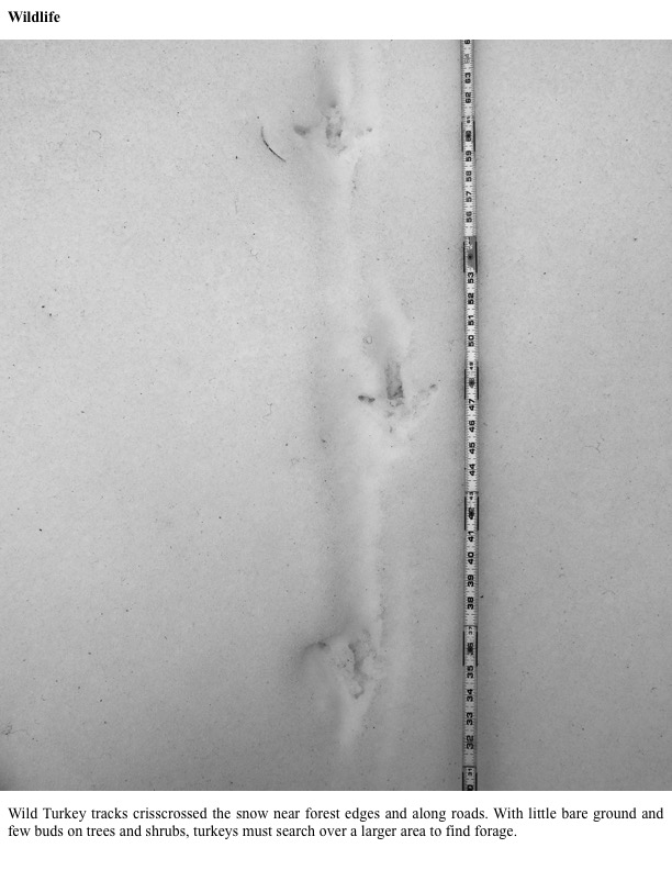 Wild Turkey tracks crisscrossed the snow near forest edges and along roads. Wild Turkey tracks crisscrossed the snow near forest edges and along roads.