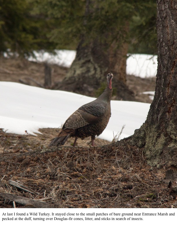 At last I found a Wild Turkey. At last I found a Wild Turkey.