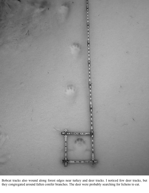 Bobcat tracks also wound along forest edges near turkey and deer tracks. Bobcat tracks also wound along forest edges near turkey and deer tracks.
