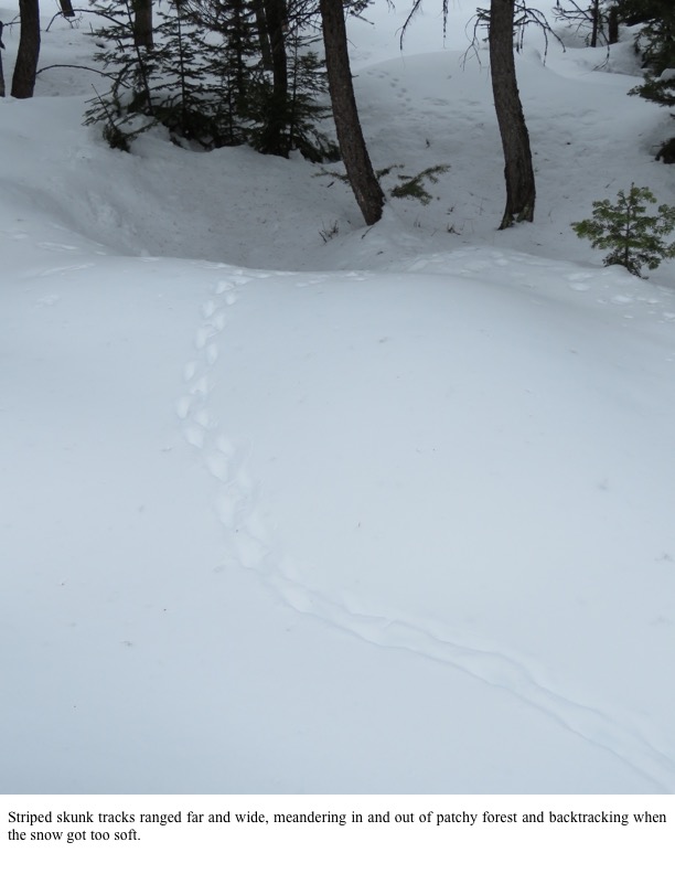 Striped skunk tracks ranged far and wide. Striped skunk tracks ranged far and wide.