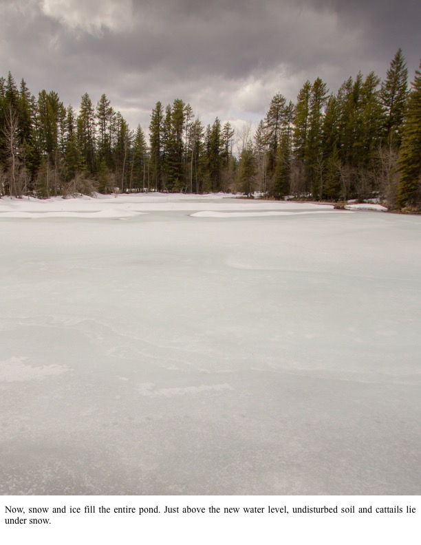 Now, snow and ice fill the entire pond. Just above the new water level, undisturbed soil and cattails lie under snow. Now, snow and ice fill the entire pond. Just above the new water level, undisturbed soil and cattails lie under snow.