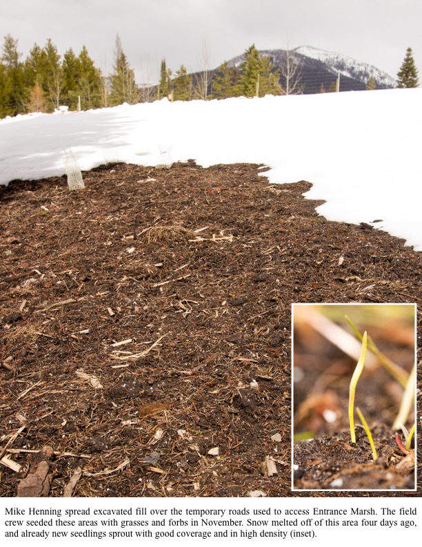 now melted off of this area four days ago, and already new seedlings sprout with good coverage and in high density now melted off of this area four days ago, and already new seedlings sprout with good coverage and in high density
