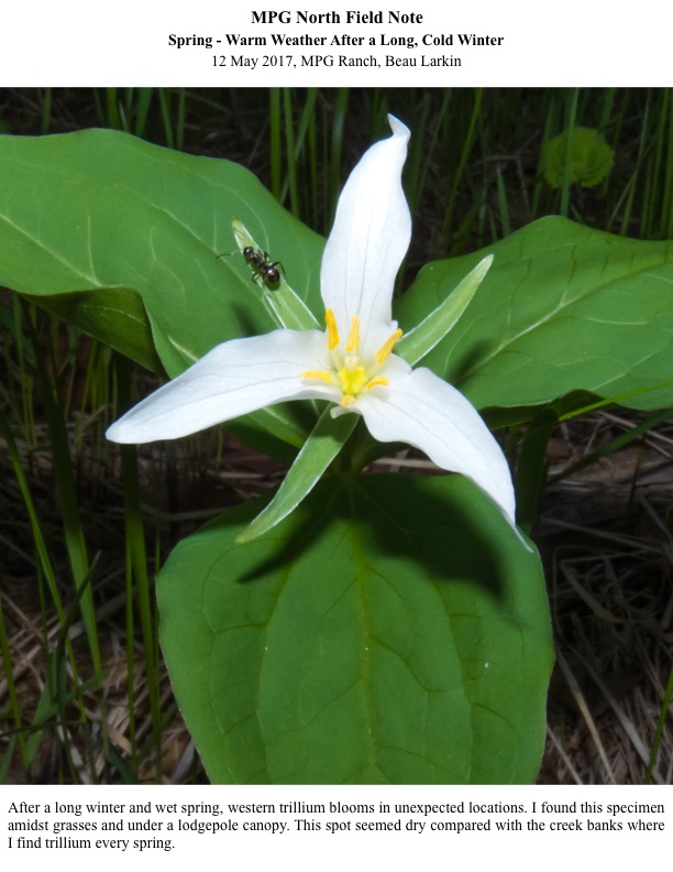 After a long winter and wet spring, western trillium blooms in unexpected locations. After a long winter and wet spring, western trillium blooms in unexpected locations.