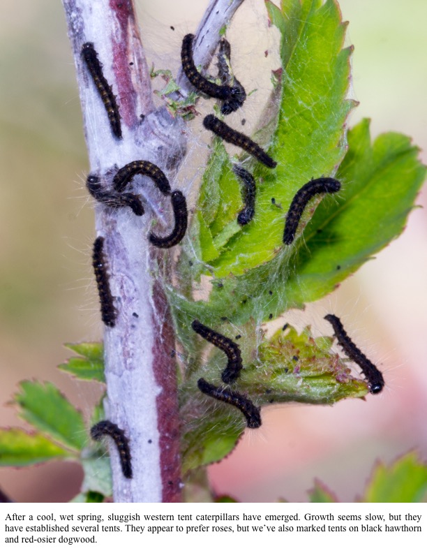 After a cool, wet spring, sluggish western tent caterpillars have emerged. After a cool, wet spring, sluggish western tent caterpillars have emerged.