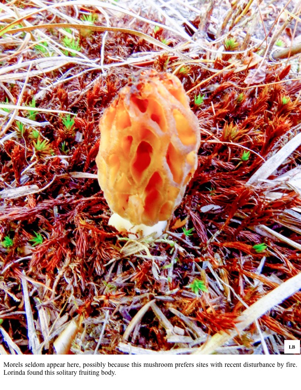 Morels seldom appear here, possibly because this mushroom prefers sites with recent disturbance by fire. Morels seldom appear here, possibly because this mushroom prefers sites with recent disturbance by fire.