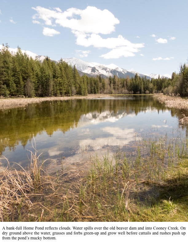 A bank-full Home Pond reflects clouds. A bank-full Home Pond reflects clouds.