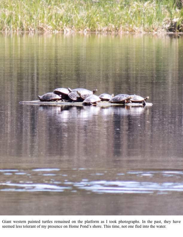 Giant western painted turtles remained on the platform as I took photographs. Giant western painted turtles remained on the platform as I took photographs.