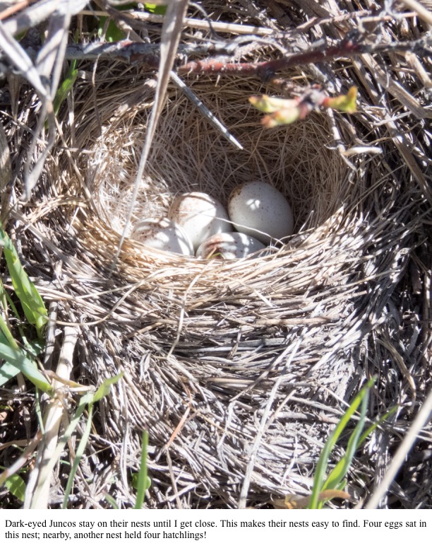 Dark-eyed Juncos stay on their nests until I get close. Dark-eyed Juncos stay on their nests until I get close.