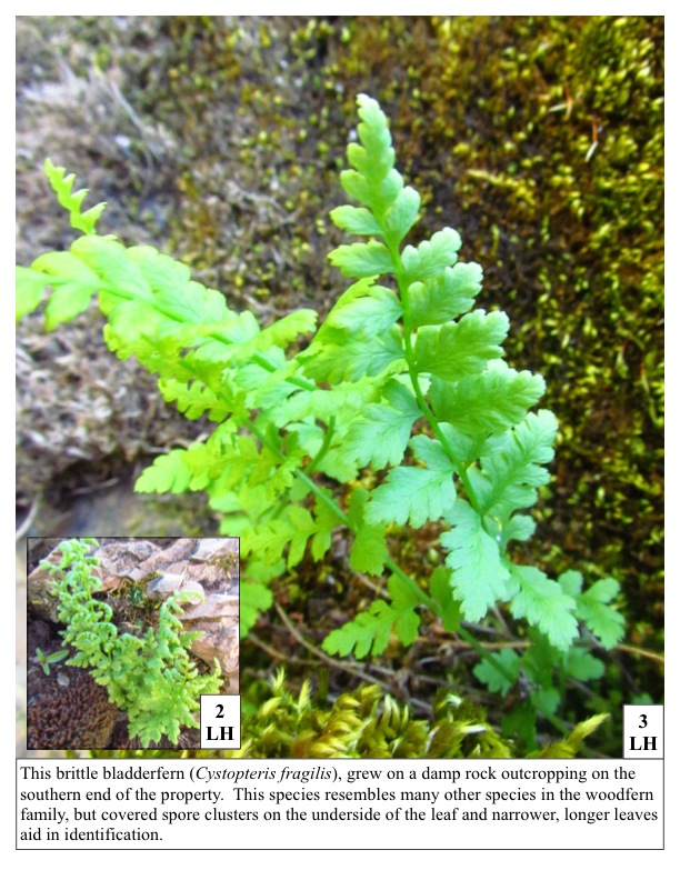 This brittle bladderfern (Cystopteris fragilis), grew on a damp rock outcropping on the southern end of the property. This species resembles many other species in the woodfern family, but covered spore clusters on the underside of the leaf and narrower, longer leaves aid in identification. This brittle bladderfern (Cystopteris fragilis), grew on a damp rock outcropping on the southern end of the property. This species resembles many other species in the woodfern family, but covered spore clusters on the underside of the leaf and narrower, longer leaves aid in identification.