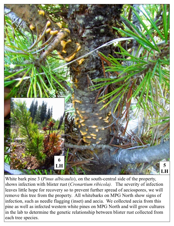 White bark pine 3 (Pinus albicaulis), on the south-central side of the property, shows infection with blister rust (Cronartium ribicola). The severity of infection leaves little hope for recovery so to prevent further spread of aeciospores, we will remove this tree from the property. All whitebarks on MPG North show signs of infection, such as needle flagging (inset) and aecia. We collected aecia from this pine as well as infected western white pines on MPG North and will grow cultures in the lab to determine the genetic relationship between blister rust collected from each tree species. White bark pine 3 (Pinus albicaulis), on the south-central side of the property, shows infection with blister rust (Cronartium ribicola). The severity of infection leaves little hope for recovery so to prevent further spread of aeciospores, we will remove this tree from the property. All whitebarks on MPG North show signs of infection, such as needle flagging (inset) and aecia. We collected aecia from this pine as well as infected western white pines on MPG North and will grow cultures in the lab to determi