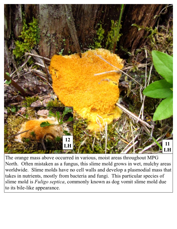 The orange mass above occurred in various, moist areas throughout MPG North. Often mistaken as a fungus, this slime mold grows in wet, mulchy areas worldwide. Slime molds have no cell walls and develop a plasmodial mass that takes in nutrients, mostly from bacteria and fungi. This particular species of slime mold is Fuligo septica, commonly known as dog vomit slime mold due to its bile-like appearance. The orange mass above occurred in various, moist areas throughout MPG North. Often mistaken as a fungus, this slime mold grows in wet, mulchy areas worldwide. Slime molds have no cell walls and develop a plasmodial mass that takes in nutrients, mostly from bacteria and fungi. This particular species of slime mold is Fuligo septica, commonly known as dog vomit slime mold due to its bile-like appearance.