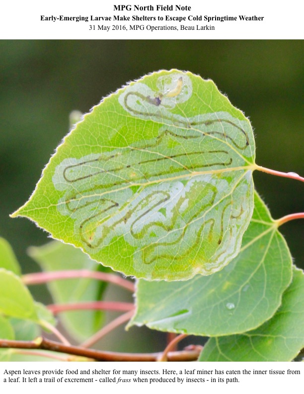 Aspen leaves provide food and shelter for many insects. Here, a leaf miner has eaten the inner tissue from a leaf. It left a trail of excrement - called frass when produced by insects - in its path. Aspen leaves provide food and shelter for many insects. Here, a leaf miner has eaten the inner tissue from a leaf. It left a trail of excrement - called frass when produced by insects - in its path.
