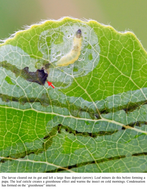 The larvae cleared out its gut and left a large frass deposit (arrow). Leaf miners do this before forming a pupa. The leaf cuticle creates a greenhouse effect and warms the insect on cold mornings. Condensation has formed on the “greenhouse” interior. The larvae cleared out its gut and left a large frass deposit (arrow). Leaf miners do this before forming a pupa. The leaf cuticle creates a greenhouse effect and warms the insect on cold mornings. Condensation has formed on the “greenhouse” interior.