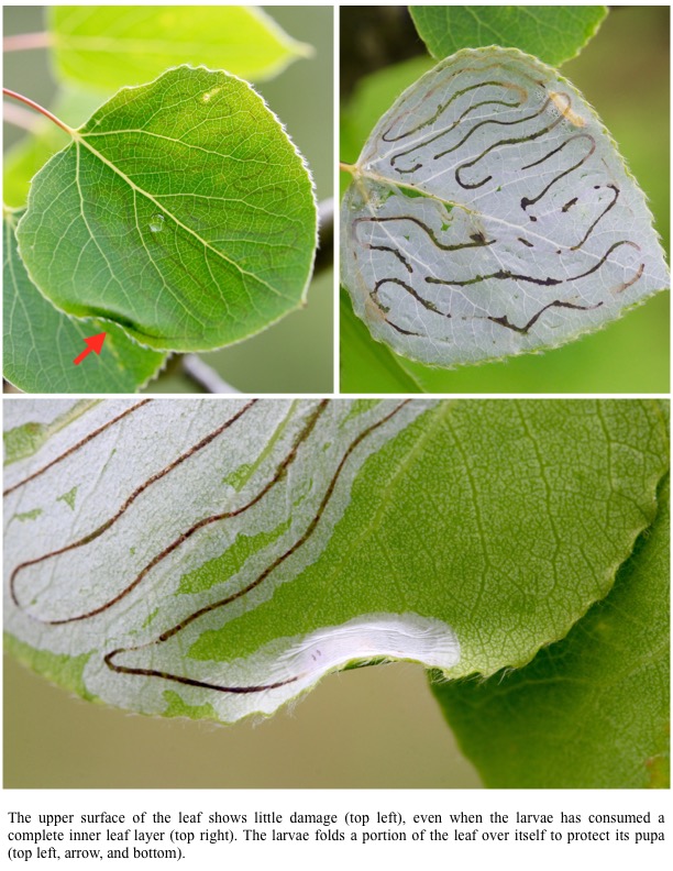 The upper surface of the leaf shows little damage (top left), even when the larvae has consumed a complete inner leaf layer (top right). The larvae folds a portion of the leaf over itself to protect its pupa (top left, arrow, and bottom). The upper surface of the leaf shows little damage (top left), even when the larvae has consumed a complete inner leaf layer (top right). The larvae folds a portion of the leaf over itself to protect its pupa (top left, arrow, and bottom).