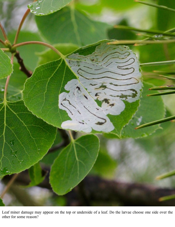 Leaf miner damage may appear on the top or underside of a leaf. Do the larvae choose one side over the other for some reason? Leaf miner damage may appear on the top or underside of a leaf. Do the larvae choose one side over the other for some reason?