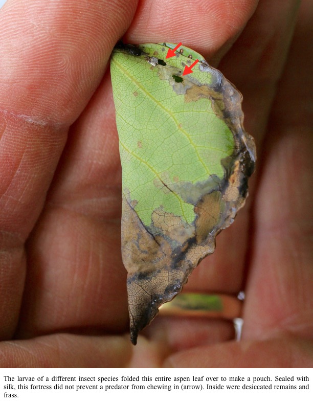 The larvae of a different insect species folded this entire aspen leaf over to make a pouch. Sealed with silk, this fortress did not prevent a predator from chewing in (arrow). Inside were desiccated remains and frass. The larvae of a different insect species folded this entire aspen leaf over to make a pouch. Sealed with silk, this fortress did not prevent a predator from chewing in (arrow). Inside were desiccated remains and frass.