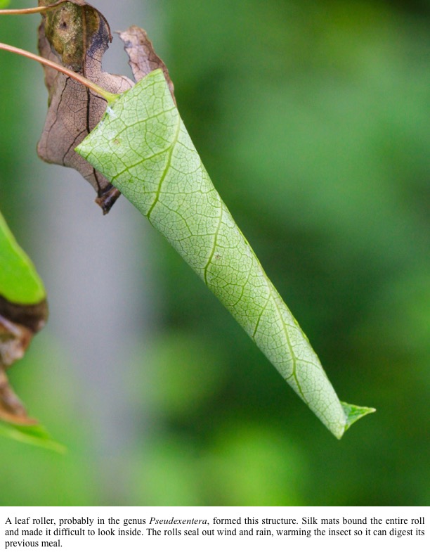 A leaf roller, probably in the genus Pseudexentera, formed this structure. Silk mats bound the entire roll and made it difficult to look inside. The rolls seal out wind and rain, warming the insect so it can digest its previous meal. A leaf roller, probably in the genus Pseudexentera, formed this structure. Silk mats bound the entire roll and made it difficult to look inside. The rolls seal out wind and rain, warming the insect so it can digest its previous meal.