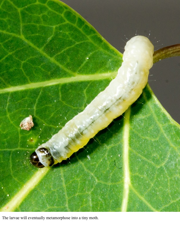 The larvae will eventually metamorphose into a tiny moth. The larvae will eventually metamorphose into a tiny moth.