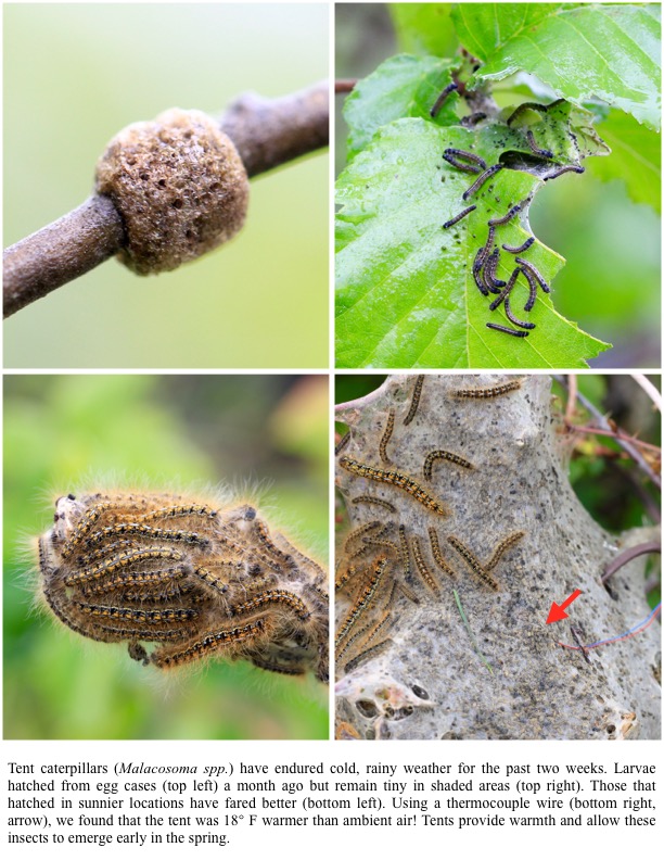 Tent caterpillars (Malacosoma spp.) have endured cold, rainy weather for the past two weeks. Larvae hatched from egg cases (top left) a month ago but remain tiny in shaded areas (top right). Tent caterpillars (Malacosoma spp.) have endured cold, rainy weather for the past two weeks. Larvae hatched from egg cases (top left) a month ago but remain tiny in shaded areas (top right).
