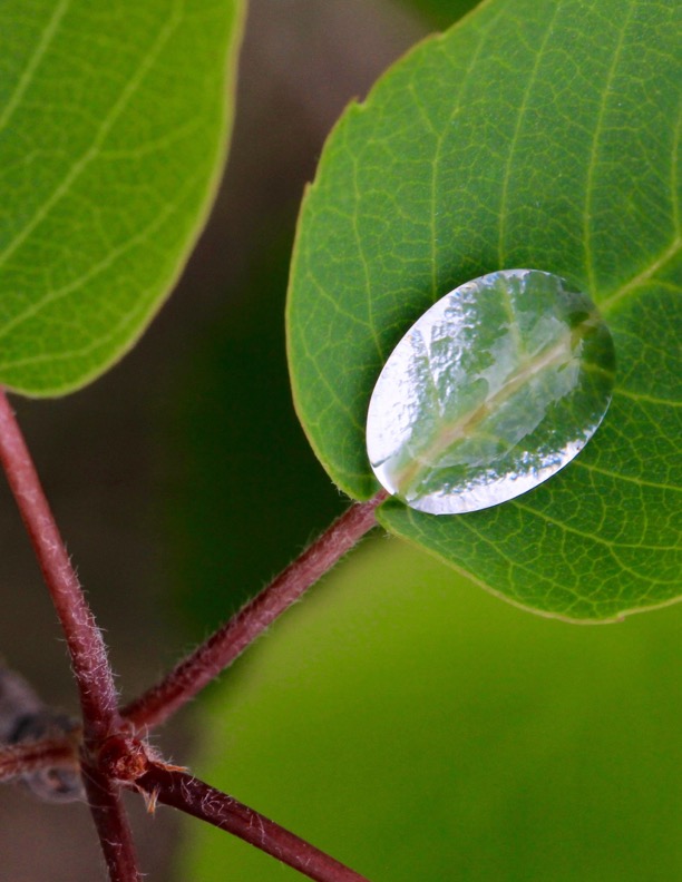 Droplet Droplet