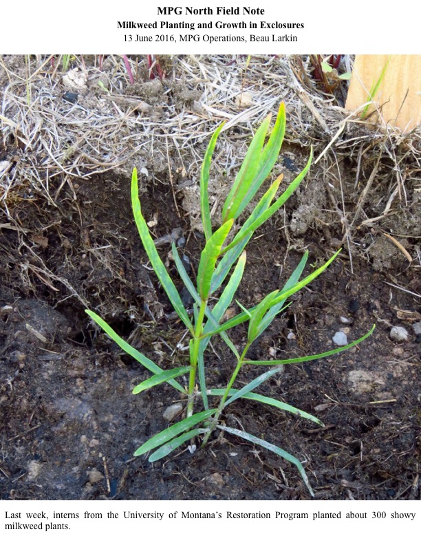 Last week, interns from the University of Montana’s Restoration Program planted about 300 showy milkweed plants. Last week, interns from the University of Montana’s Restoration Program planted about 300 showy milkweed plants.