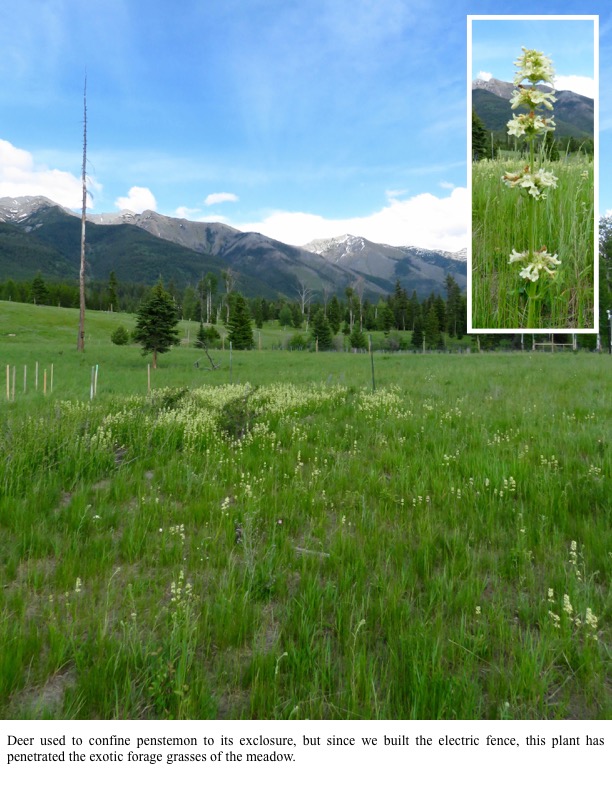 Deer used to confine penstemon to its exclosure, but since we built the electric fence, this plant has penetrated the exotic forage grasses of the meadow. Deer used to confine penstemon to its exclosure, but since we built the electric fence, this plant has penetrated the exotic forage grasses of the meadow.