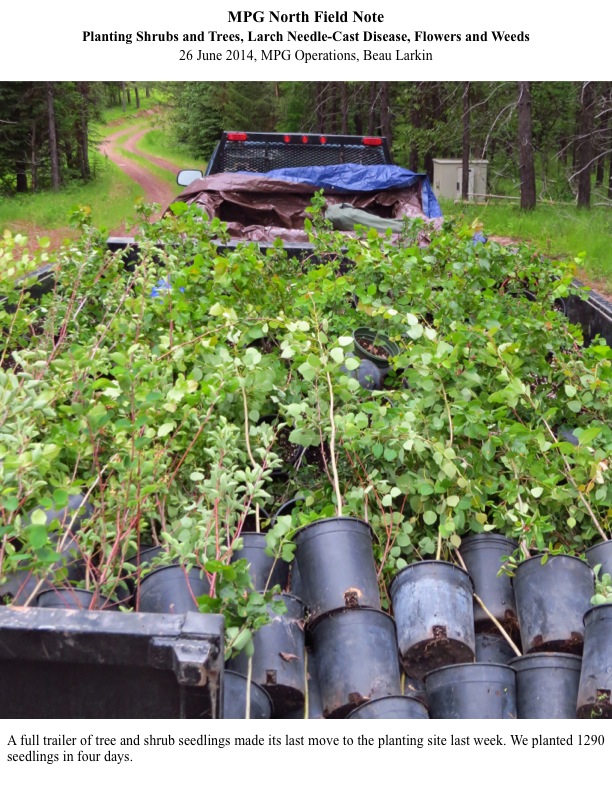 MPG North Field Note Planting Shrubs and Trees, Larch Needle-Cast Disease, Flowers and Weeds 26 June 2014, MPG Operations, Beau Larkin MPG North Field Note Planting Shrubs and Trees, Larch Needle-Cast Disease, Flowers and Weeds 26 June 2014, MPG Operations, Beau Larkin3