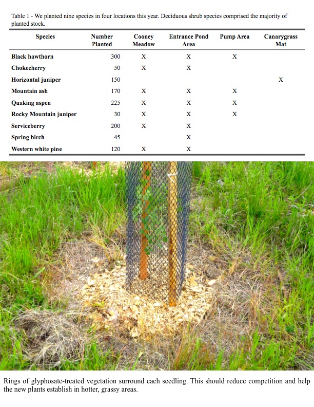 Table 1 - We planted nine species in four locations this year. Deciduous shrub species comprised the majority of planted stock. Table 1 - We planted nine species in four locations this year. Deciduous shrub species comprised the majority of planted stock.