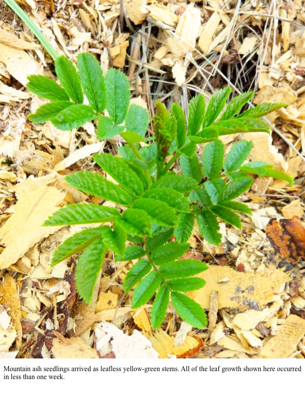 Mountain ash seedlings arrived as leafless yellow-green stems. All of the leaf growth shown here occurred in less than one week. Mountain ash seedlings arrived as leafless yellow-green stems. All of the leaf growth shown here occurred in less than one week.