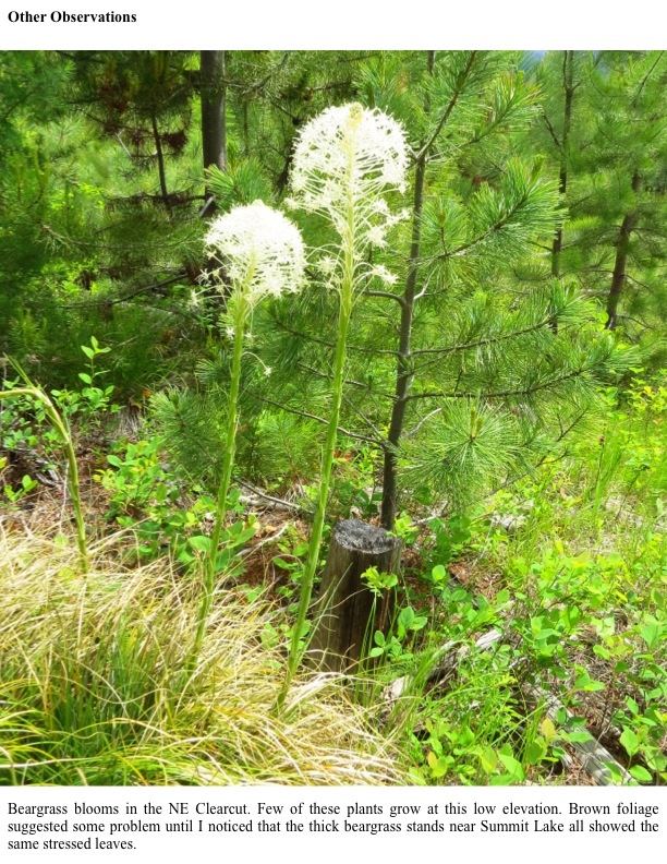 Beargrass blooms in the NE Clearcut. Few of these plants grow at this low elevation. Brown foliage suggested some problem until I noticed that the thick beargrass stands near Summit Lake all showed the same stressed leaves. Beargrass blooms in the NE Clearcut. Few of these plants grow at this low elevation. Brown foliage suggested some problem until I noticed that the thick beargrass stands near Summit Lake all showed the same stressed leaves.